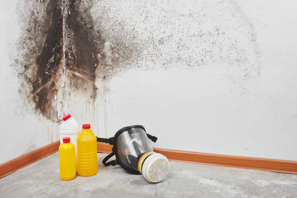 Best Basement Mold Remediation in Storrs, CT