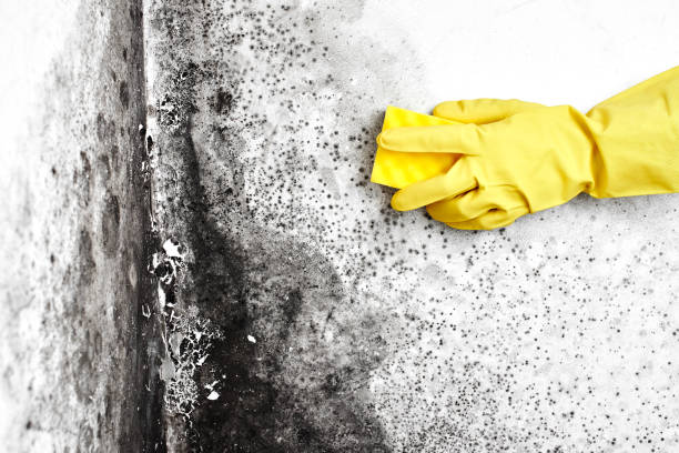 Best Emergency Mold Remediation in Storrs, CT