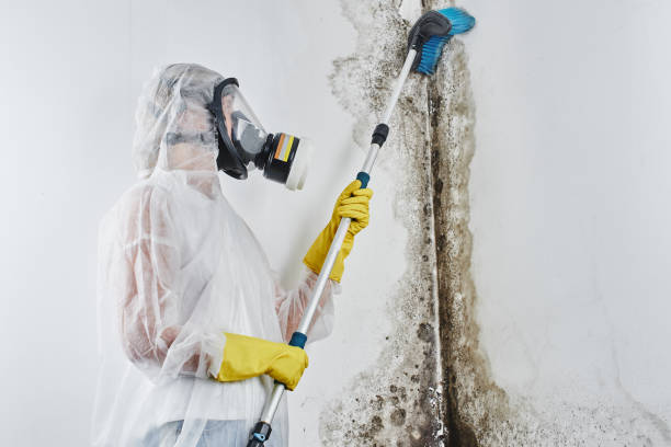 Best Attic Mold Remediation in Storrs, CT