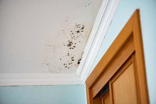 Best Kitchen Mold Remediation in Storrs, CT