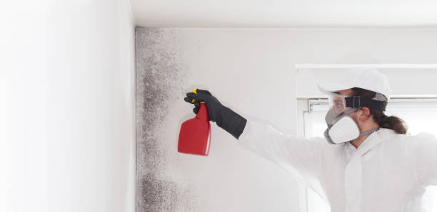 Best Black Mold Remediation in Storrs, CT